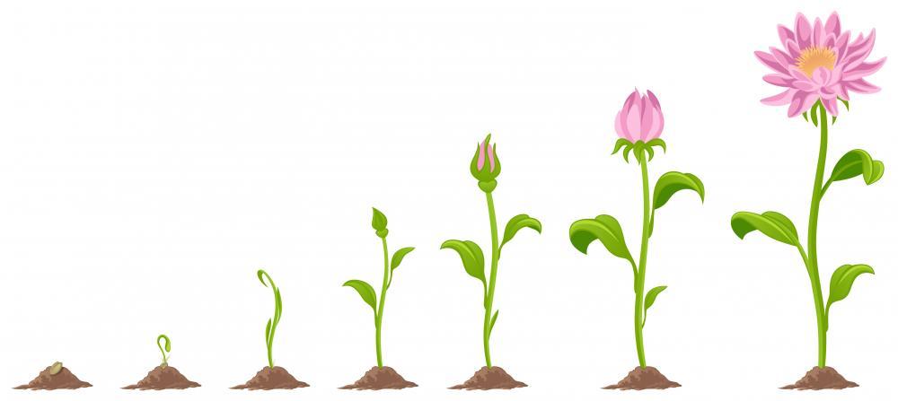 plant evolution