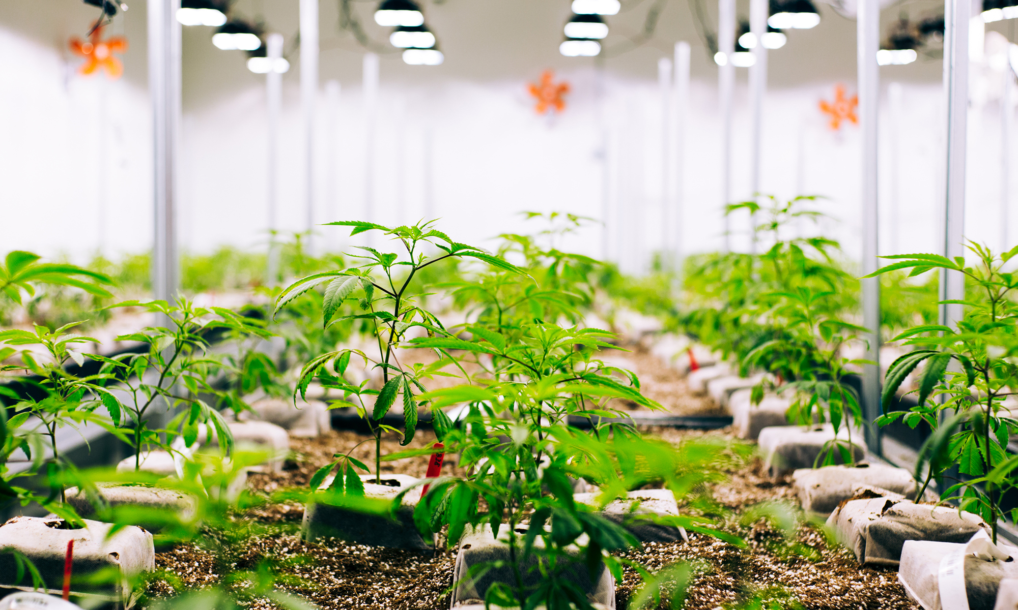 What Is The Best Indoor Growing Method