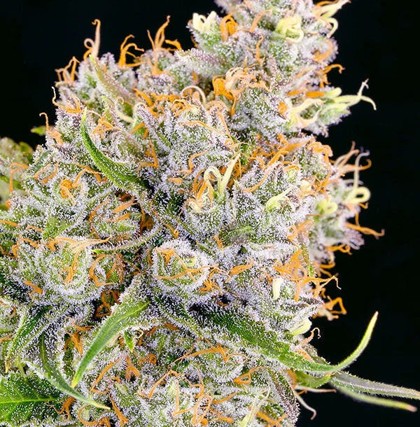amnesia