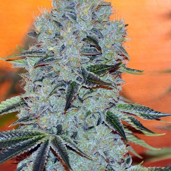 weed